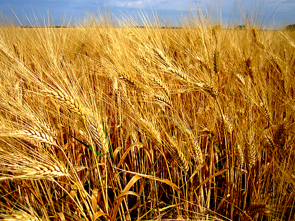  wheat and weed...